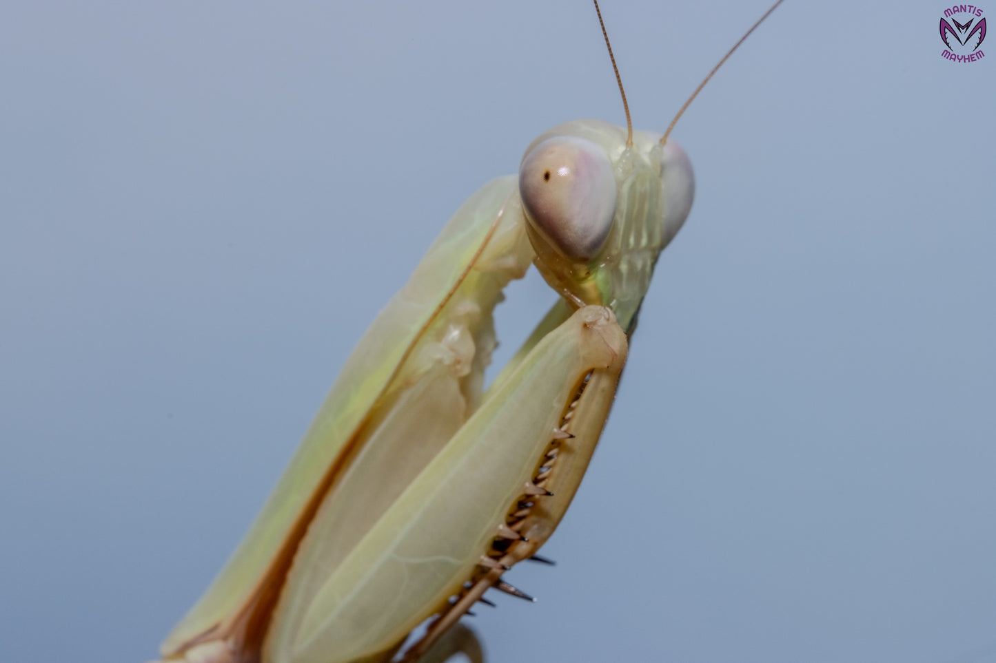 Hierodula venosa - Golden-armed Mantis