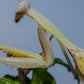 Hierodula venosa - Golden-armed Mantis