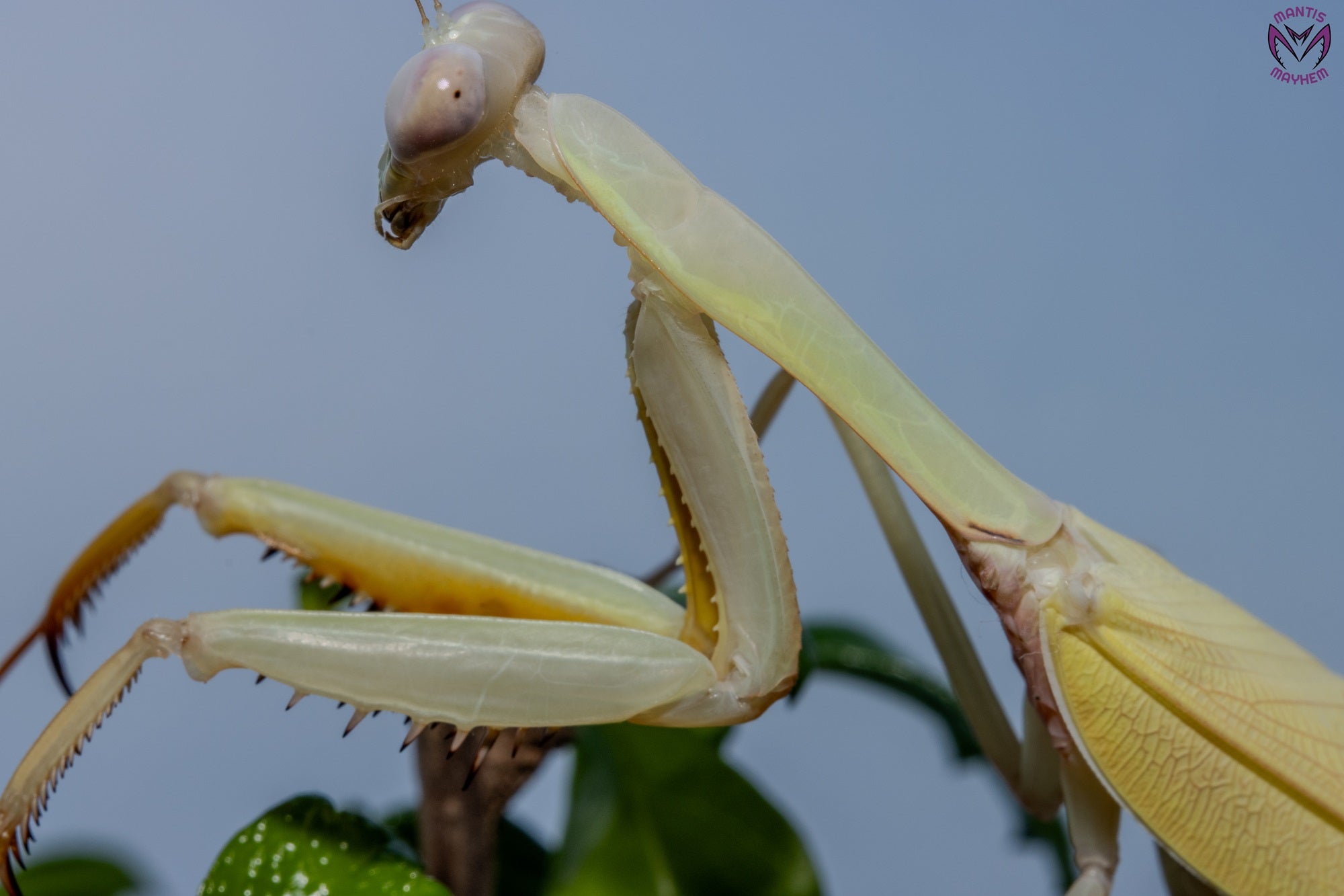 Hierodula venosa - Golden-armed Mantis