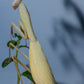 Hierodula venosa - Golden-armed Mantis