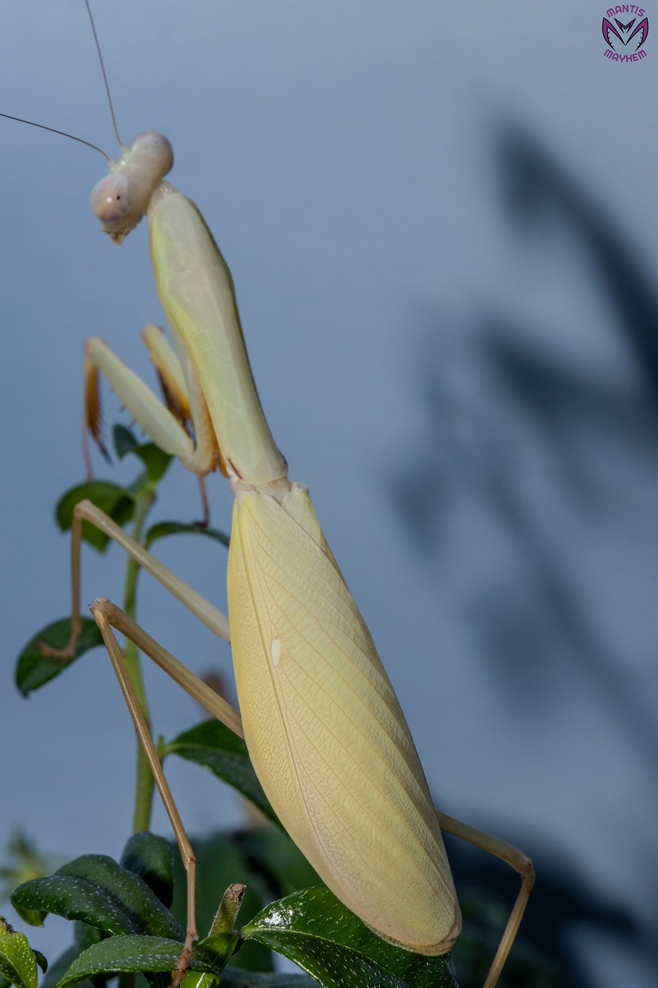 Hierodula venosa - Golden-armed Mantis