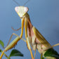 Hierodula venosa - Golden-armed Mantis