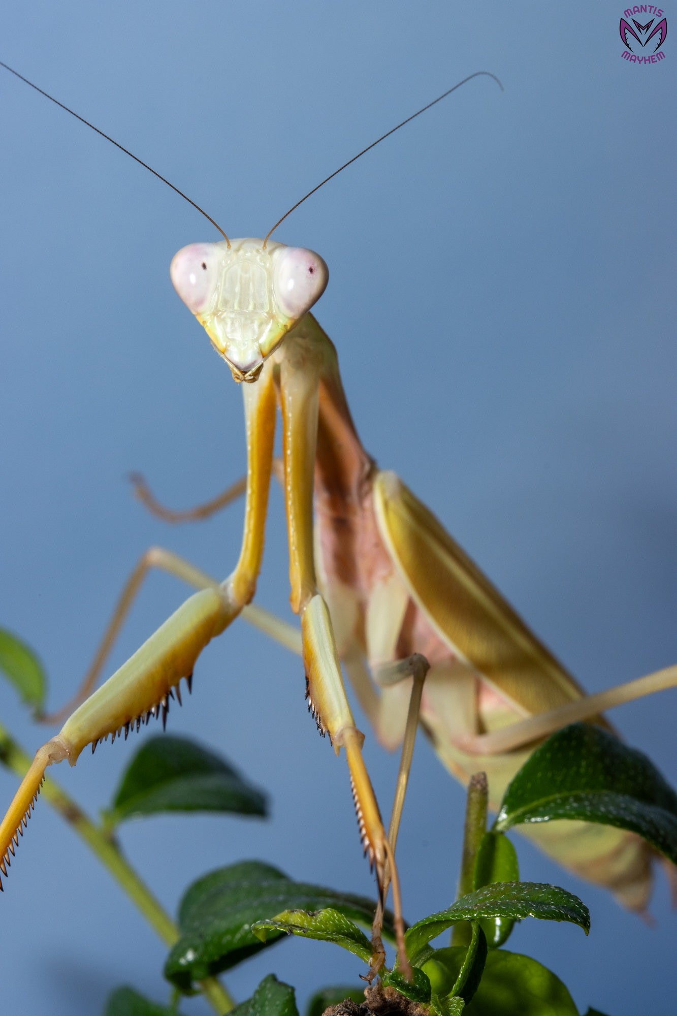 Hierodula venosa - Golden-armed Mantis