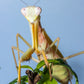 Hierodula venosa - Golden-armed Mantis