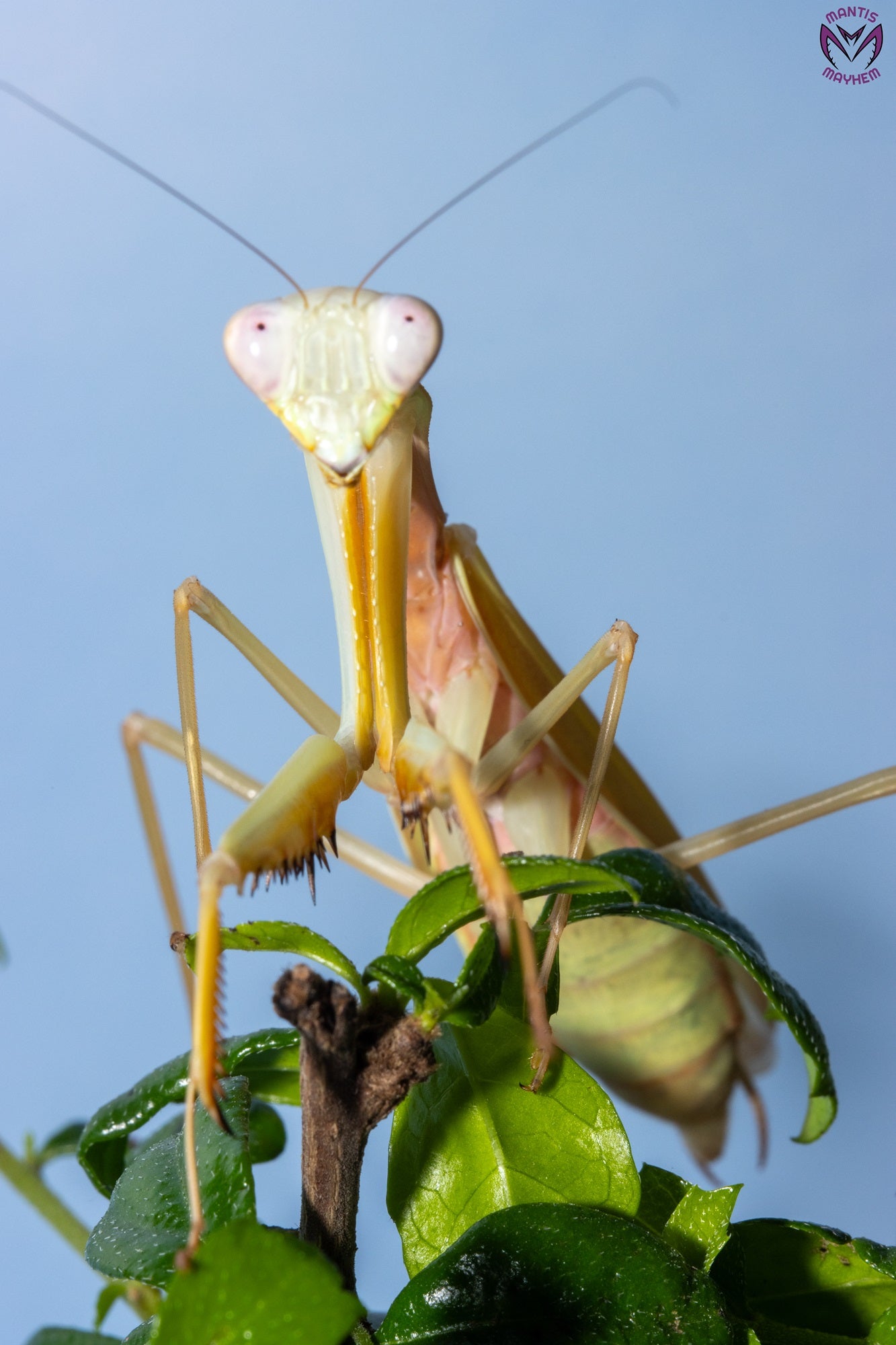 Hierodula venosa - Golden-armed Mantis