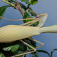 Hierodula venosa - Golden-armed Mantis