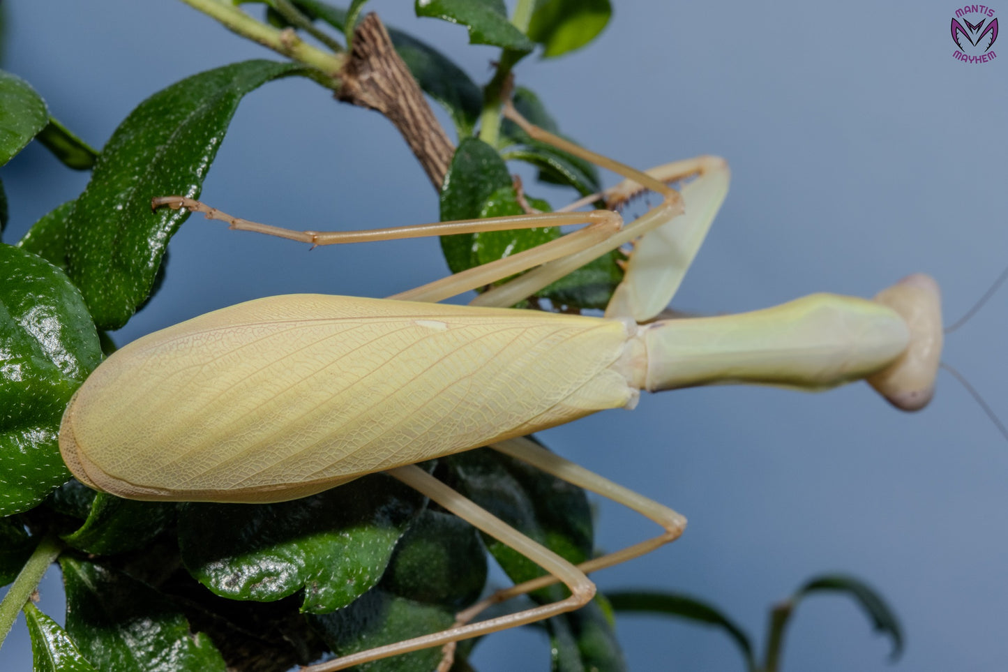 Hierodula venosa - Golden-armed Mantis