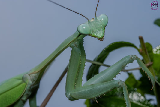 Hierodula membranacea - Giant Asian