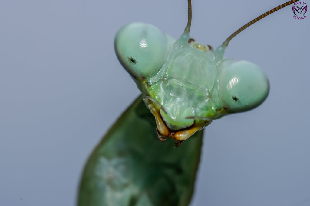 Hierodula membranacea - Giant Asian