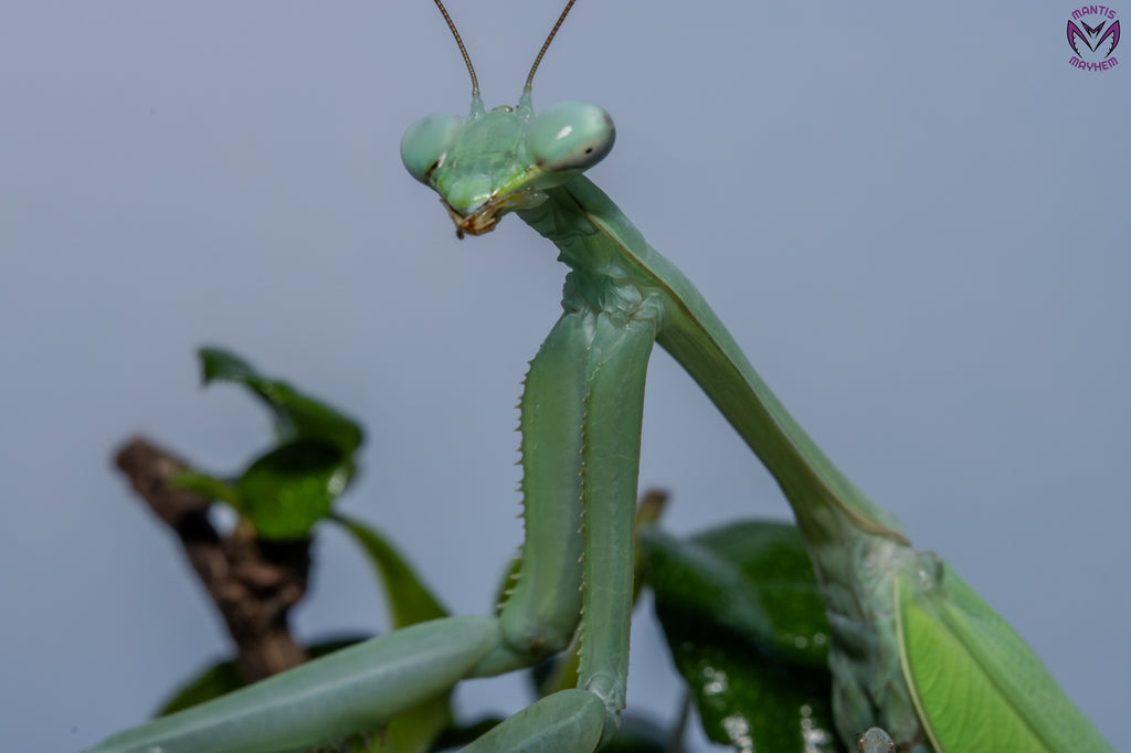 Hierodula membranacea - Giant Asian