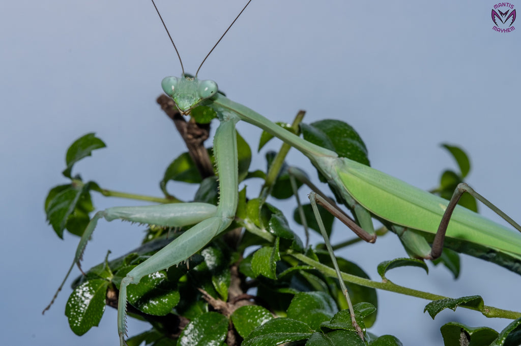 Hierodula membranacea - Giant Asian