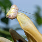 Stagmatoptera femoralis