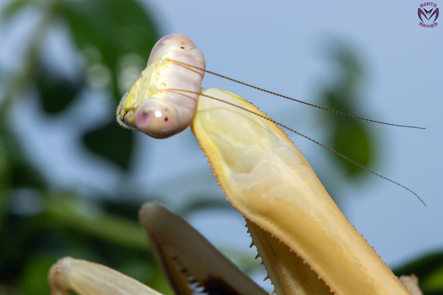 Stagmatoptera femoralis