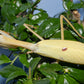 Stagmatoptera femoralis