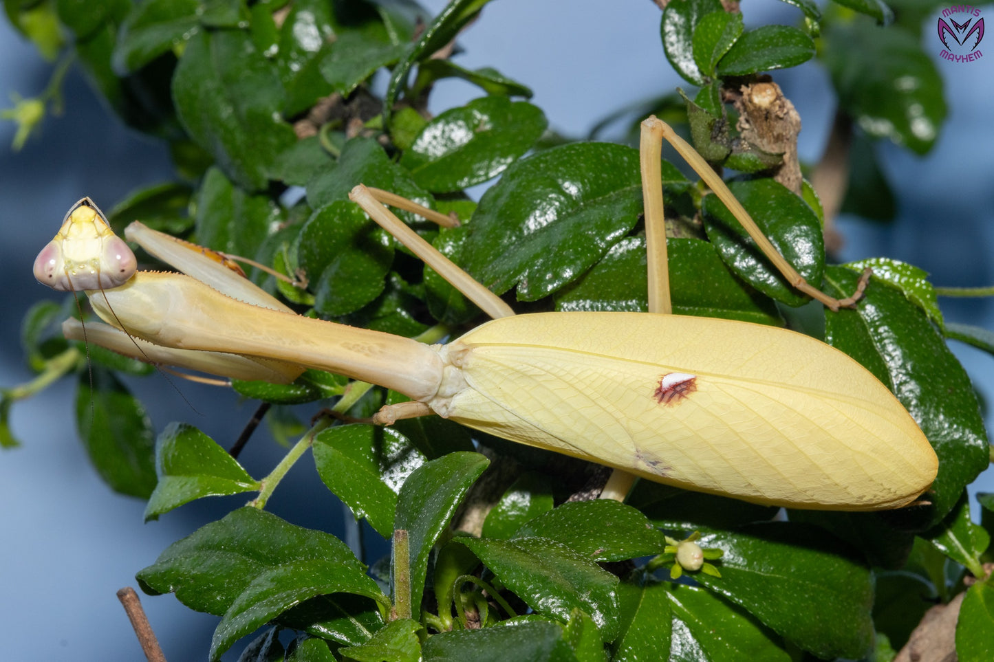 Stagmatoptera femoralis