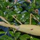 Stagmatoptera femoralis