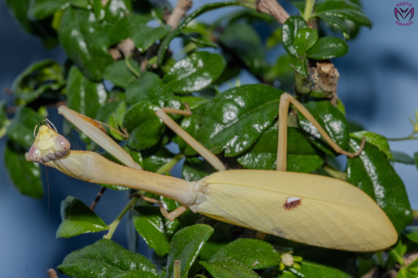 Stagmatoptera femoralis