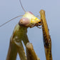 Stagmatoptera femoralis