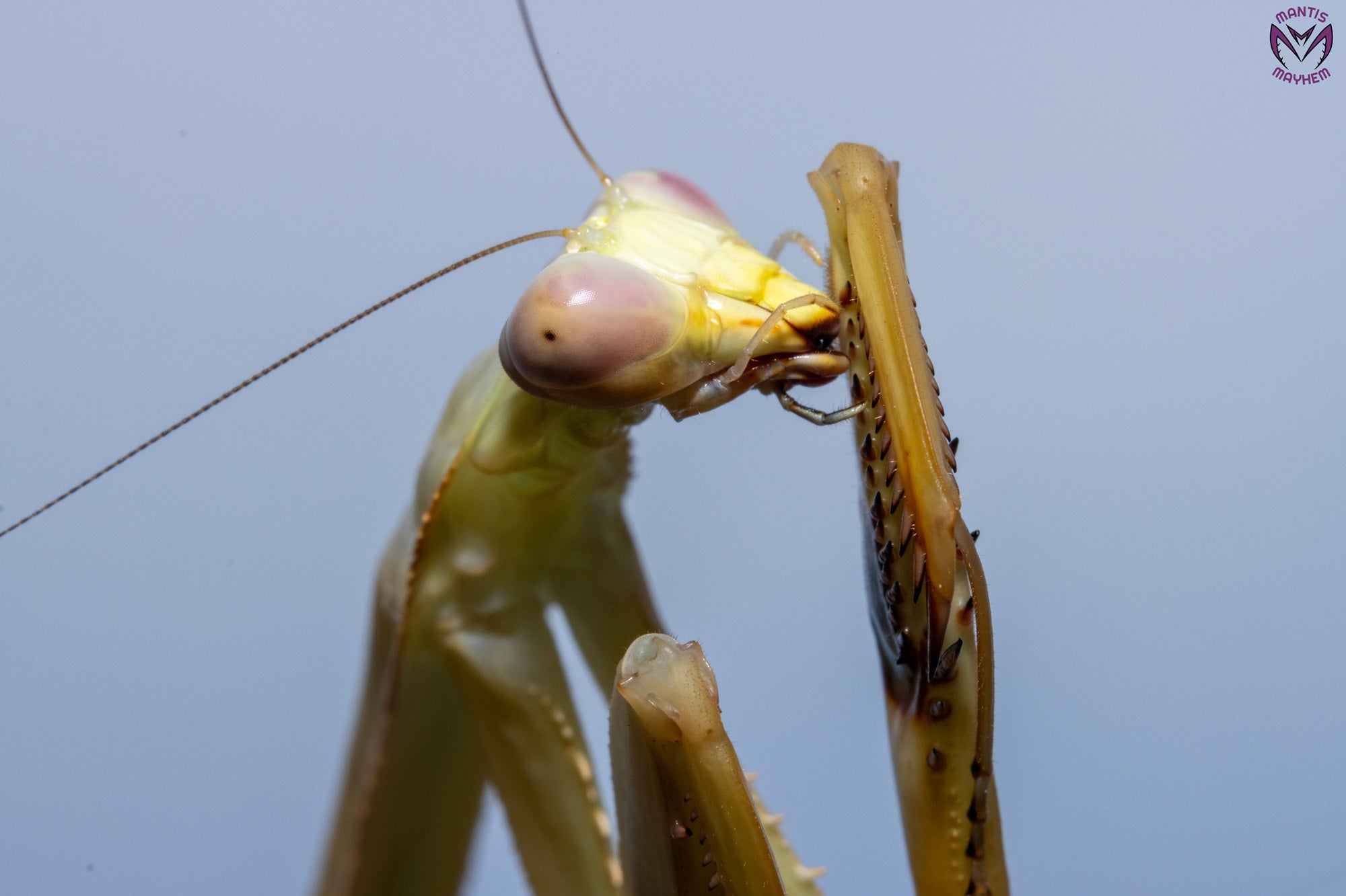 Stagmatoptera femoralis - Black spot Mantis