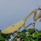 Stagmatoptera femoralis