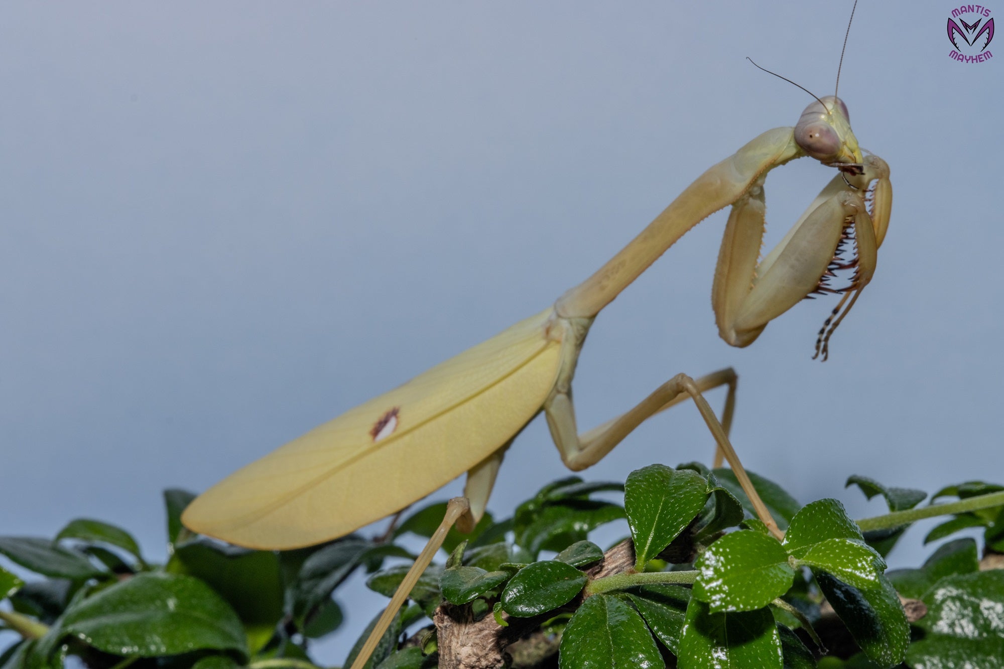 Stagmatoptera femoralis - Black spot Mantis