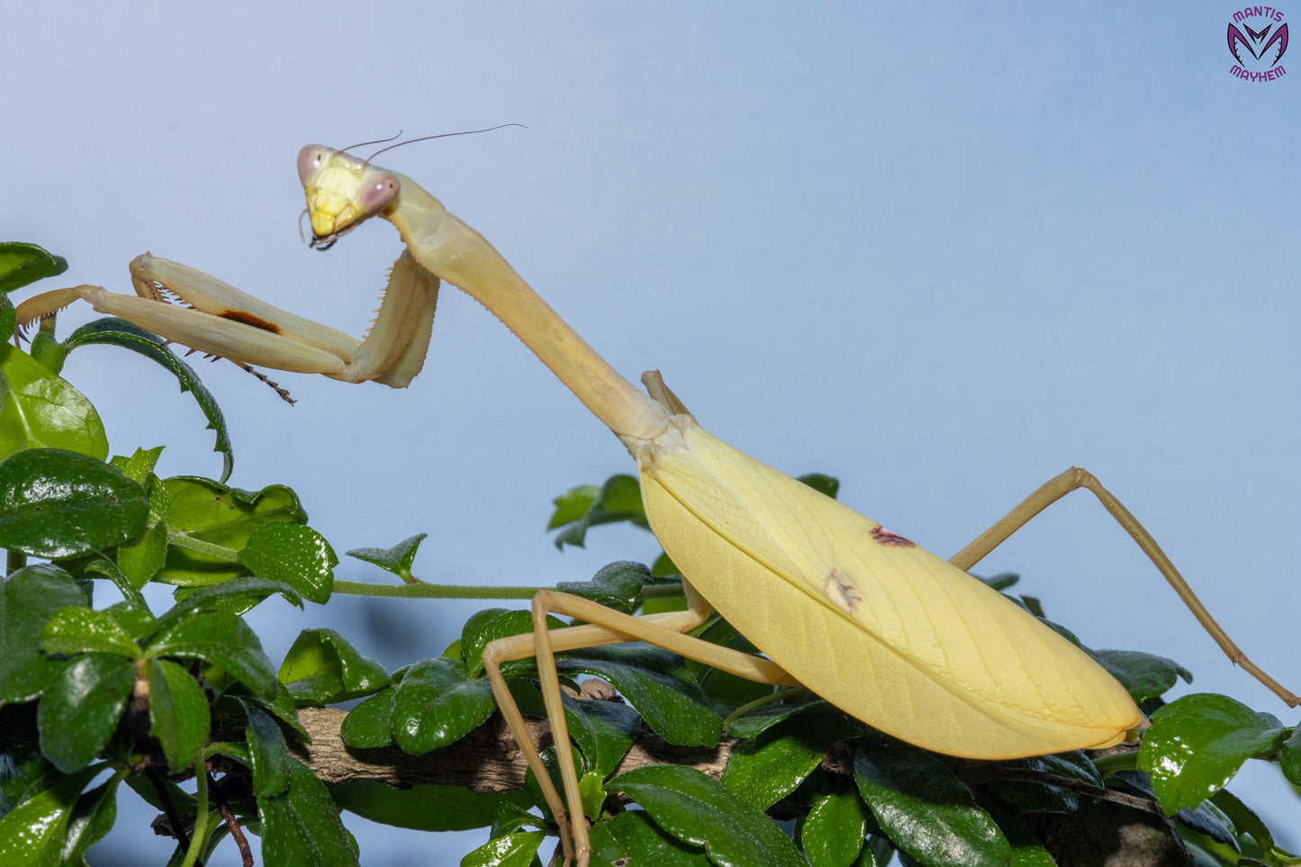 Stagmatoptera femoralis