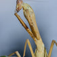 Stagmatoptera femoralis