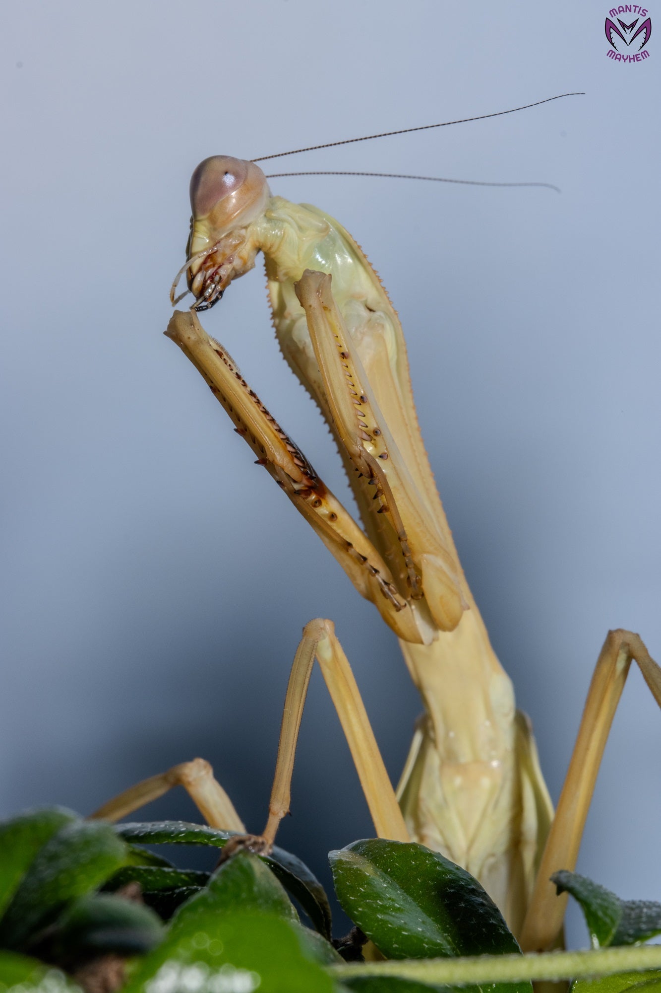 Stagmatoptera femoralis