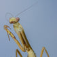 Stagmatoptera femoralis