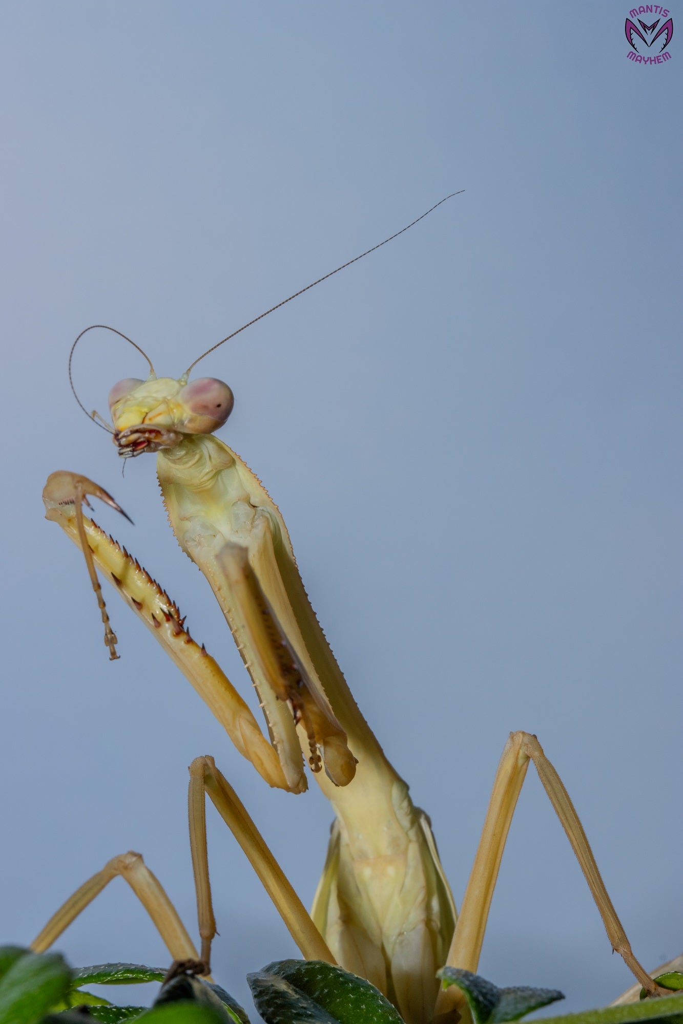 Stagmatoptera femoralis