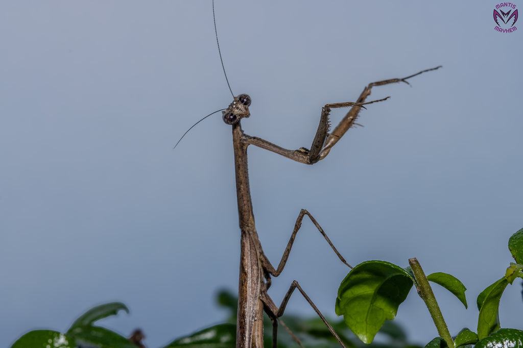 Neodanuria bolauana - Giant African Twig mantis