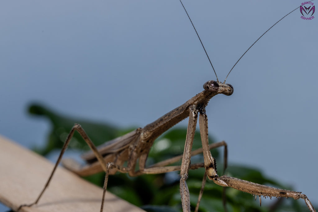 Neodanuria bolauana - Giant African Twig mantis