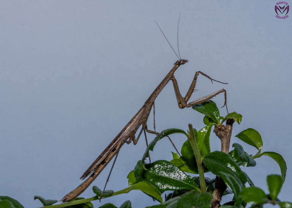 Neodanuria bolauana - Giant African Twig mantis
