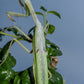 Stagmatoptera femoralis