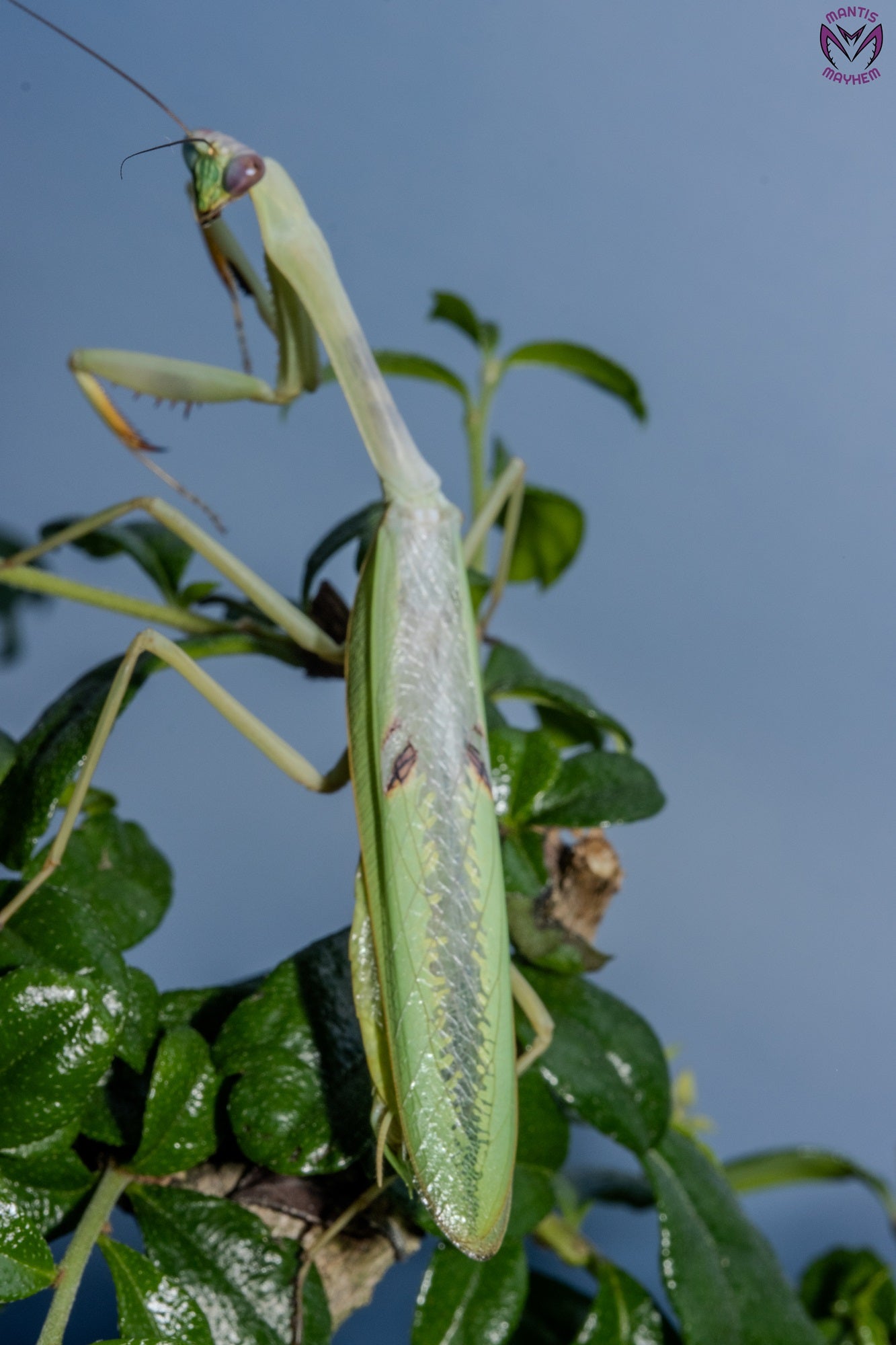 Stagmatoptera femoralis