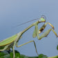 Stagmatoptera femoralis