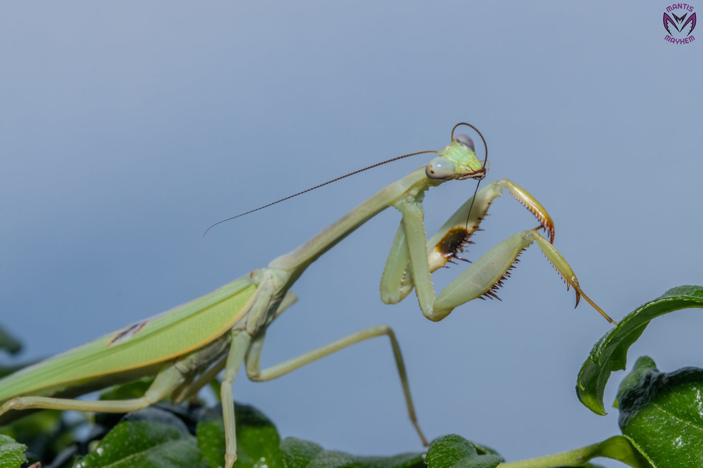 Stagmatoptera femoralis