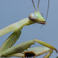 Stagmatoptera femoralis