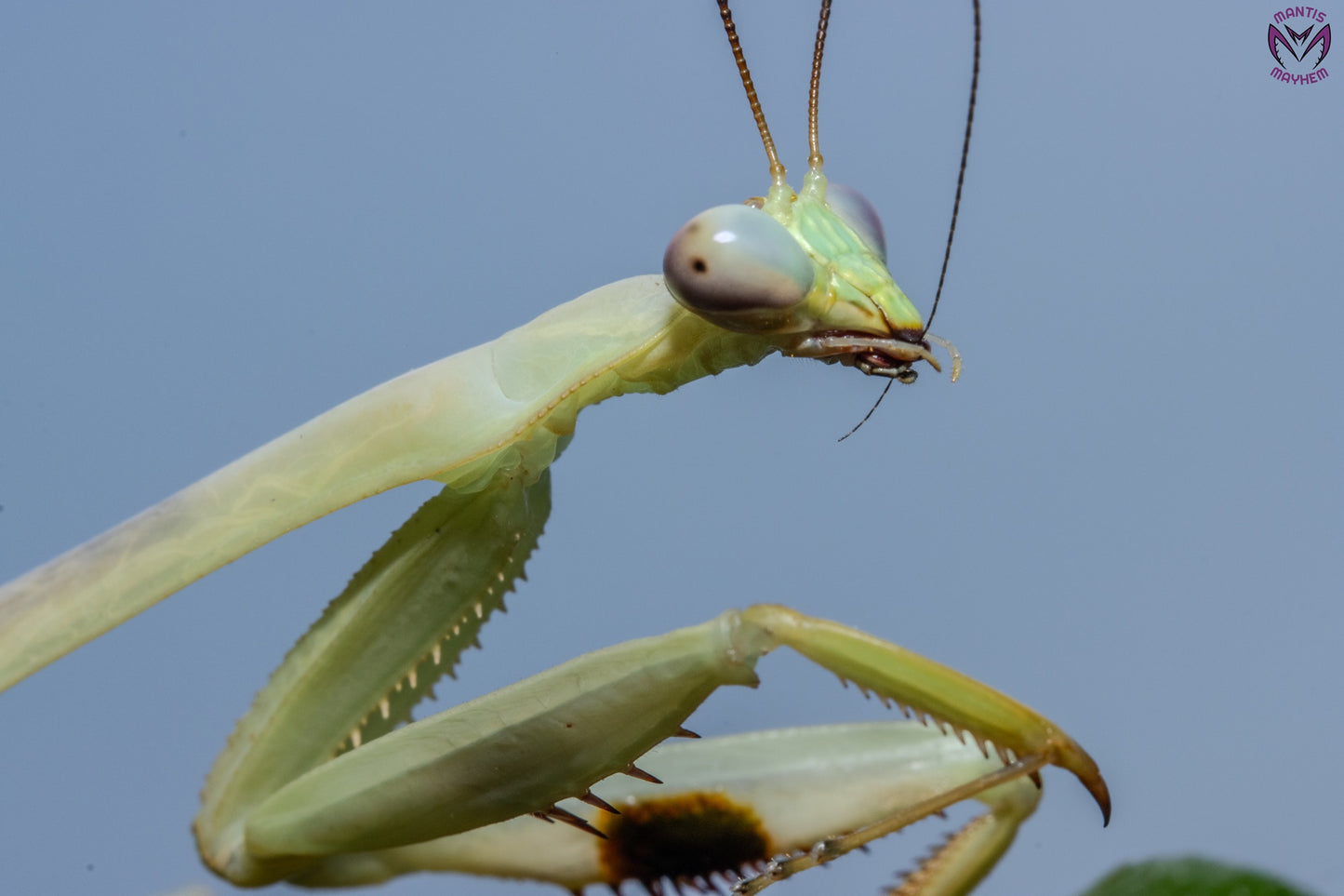 Stagmatoptera femoralis