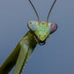 Stagmatoptera femoralis