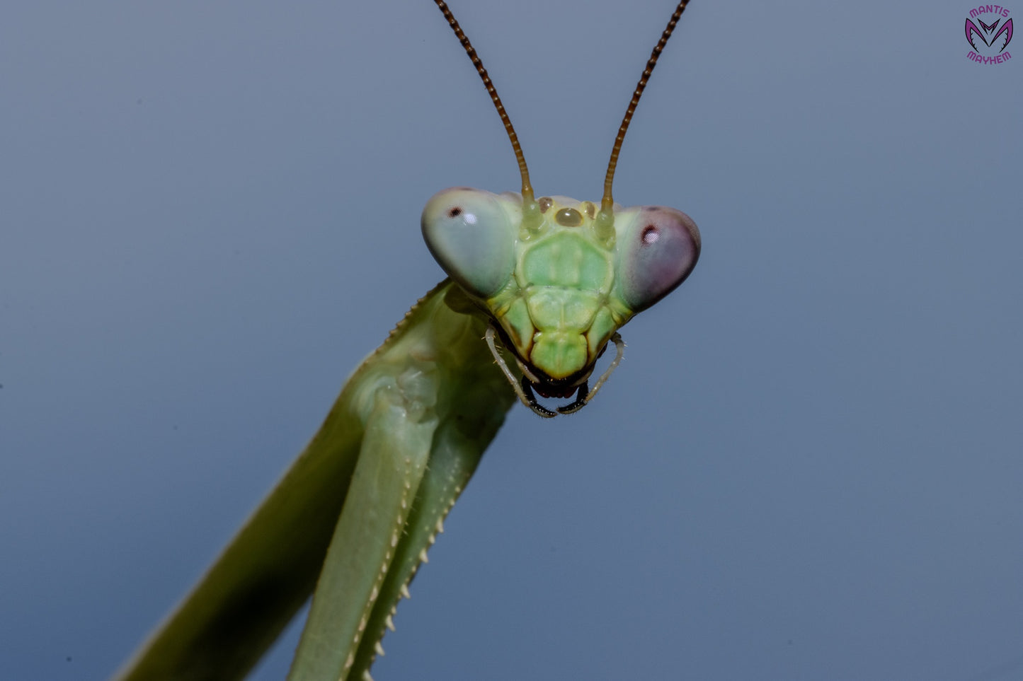 Stagmatoptera femoralis