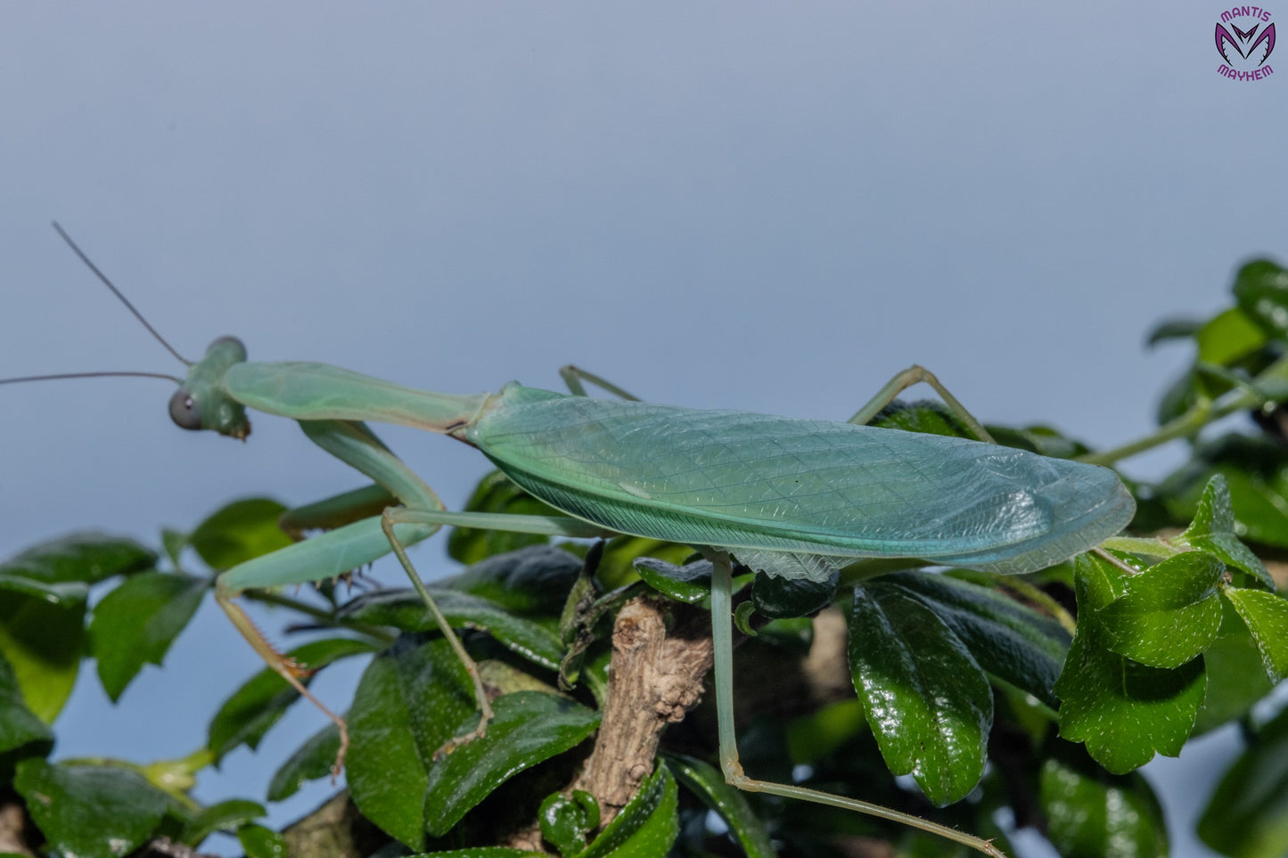 Hierodula venosa - Golden-armed Mantis