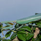 Hierodula venosa - Golden-armed Mantis