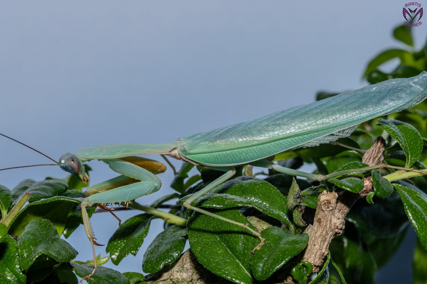 Hierodula venosa - Golden-armed Mantis