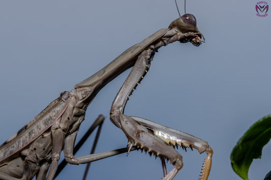 Polyspilota aeruginosa - Madagascan marbled mantis