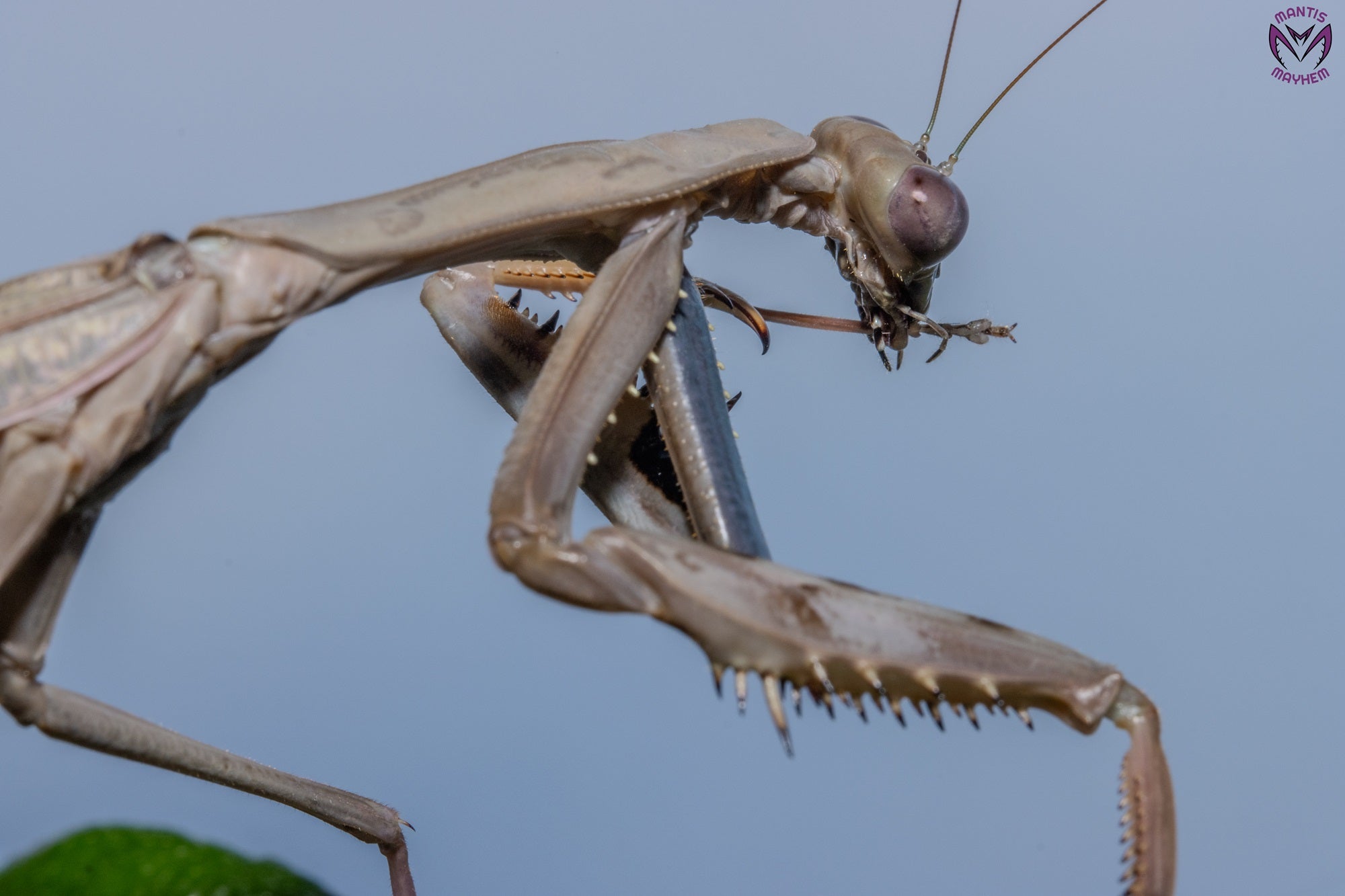 Polyspilota aeruginosa - Madagascan marbled mantis
