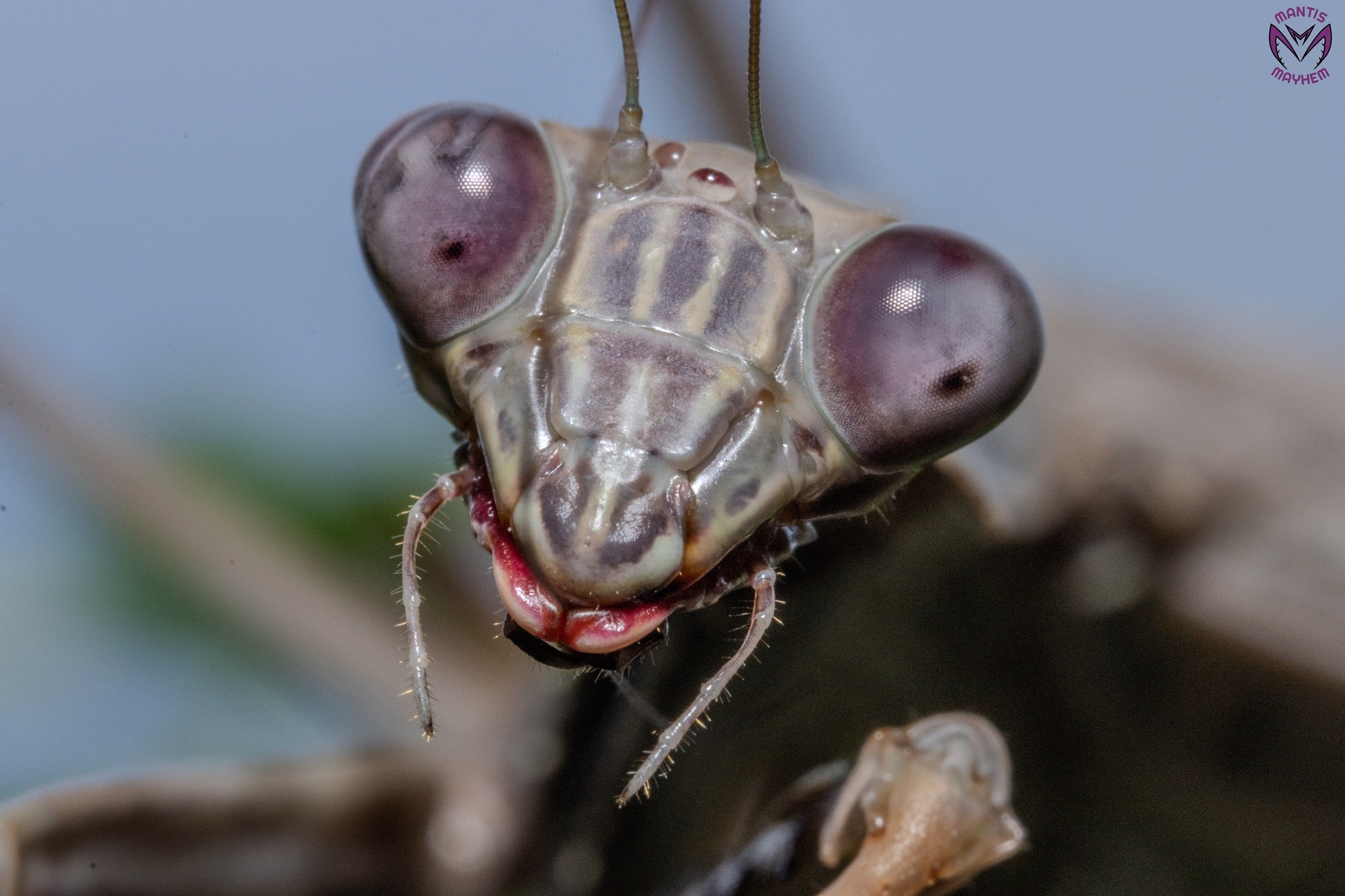 Polyspilota aeruginosa - Madagascan marbled mantis
