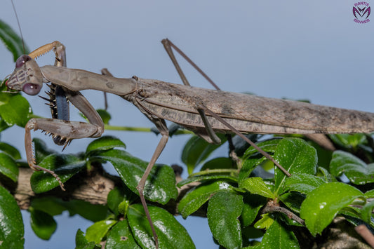 Polyspilota aeruginosa - Madagascan marbled mantis