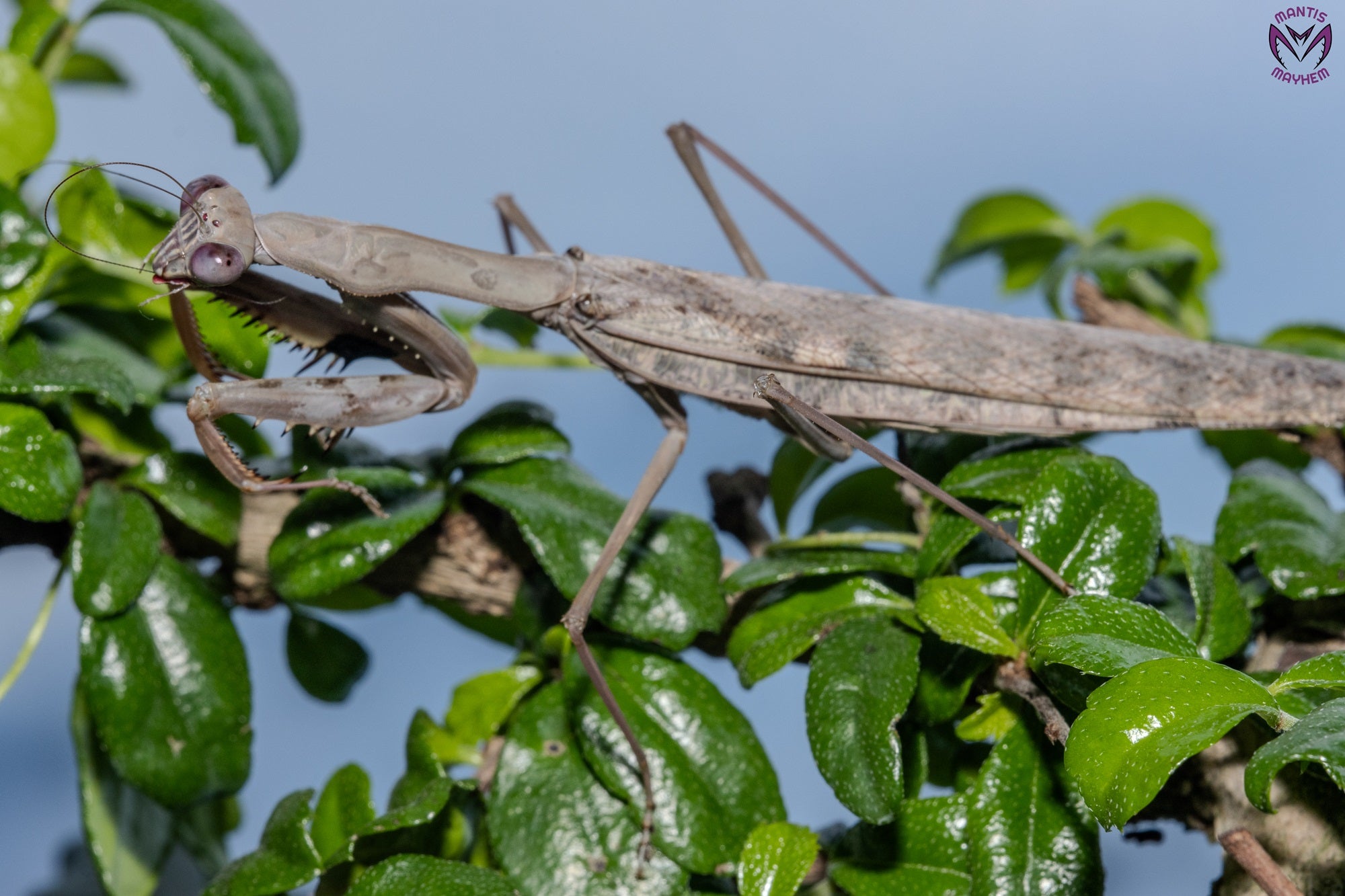 Polyspilota aeruginosa - Madagascan marbled mantis