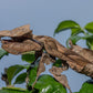 Phyllocrania paradoxa - Ghost mantis